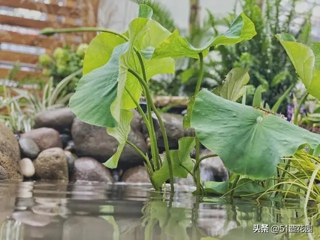 南北花園給排水問題差異大,你知道嗎?- 南北花園給排水問題差異大,你知道嗎?-